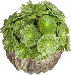 Easy Care Aeonium Plant Live 4” Pot, Rare Succulents Plants Live, Well Rooted, Easy Care House Plants (Green with White)