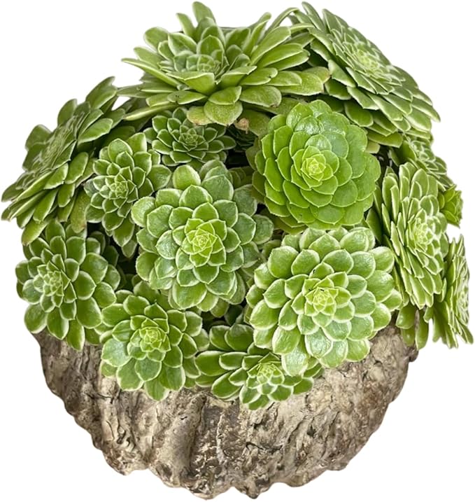 Easy Care Aeonium Plant Live 4” Pot, Rare Succulents Plants Live, Well Rooted, Easy Care House Plants (Green with White)