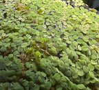 60+ Leaves Water Spangles - Salvinia Minima Floating Live Aquarium Plants