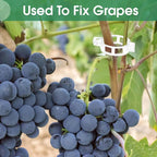 300 Pcs Plant Clips for Climbing Plants, Tomato Clips for Support, Plastic Garden Clips for Plants Grape Vine Vegetables Make Plant Grow Upright