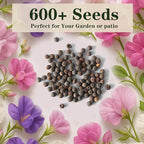 600+ Count Sweet Pea Seeds – Fragrant Flower Seeds, Easy to Grow with High Germination, Colorful Flowering Vines for Trellis, Garden Beds, Balcony, and Patio Planter