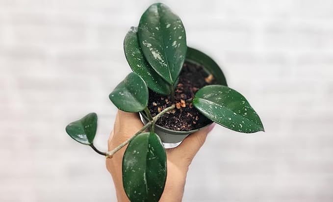 Hoya Verticillata 'Acuta' Live Rare Exotic Tropical Indoor Houseplants in 4 Inch Pot, Ideal Live Indoor Plants for Home or Office Decoration, Housewarming Gift by 3exoticgreen