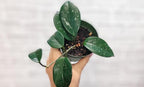 Hoya Verticillata 'Acuta' Live Rare Exotic Tropical Indoor Houseplants in 4 Inch Pot, Ideal Live Indoor Plants for Home or Office Decoration, Housewarming Gift by 3exoticgreen