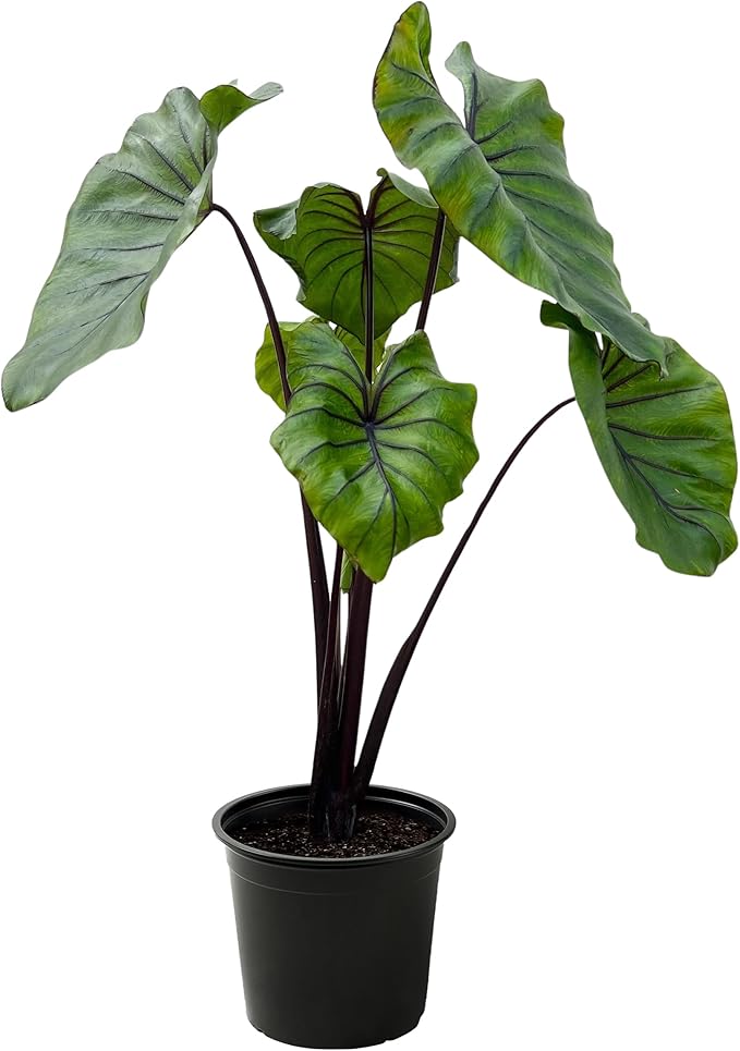 Live Colocasia - Pharaoh's Mask, 10” Tall by 5” Wide in 1.76 Qt Pot, Trimmed Back for Shipping Purposes