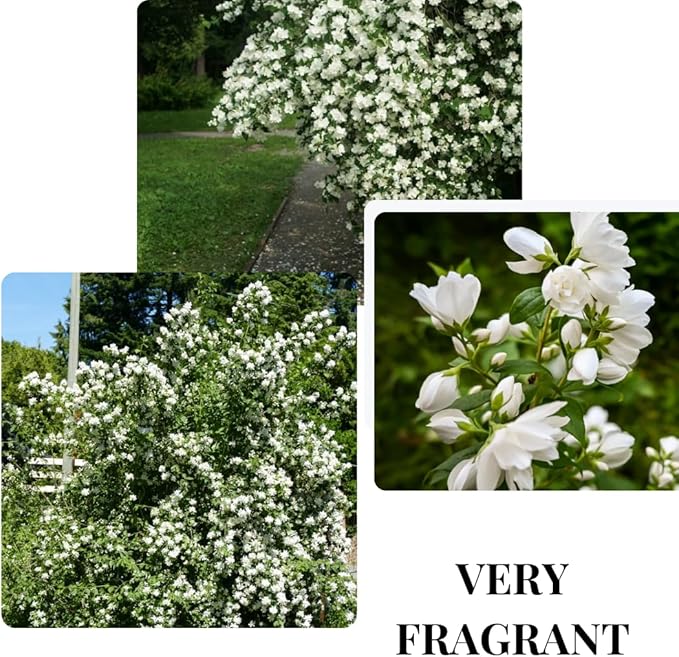 Mock Orange Bush, Philadelphus Shrub Live Plant, Sweet Fragrant Mock Orange Plants Tree Live in Pot, 5-8 Inc Tall