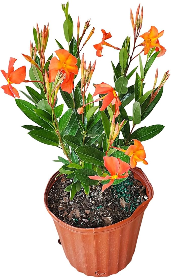 Dipladenia Plants (Orange Fired Up, 3 Gallon/10 Nursery Pot)