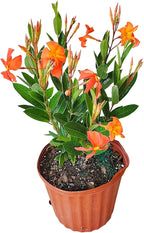 Dipladenia Plants (Orange Fired Up, 3 Gallon/10 Nursery Pot)