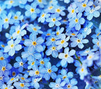 Forget Me Not Seeds - 5000 Flower Seeds - Perennial Ground Cover Seed for Tulips and Other Bulbs - Bulk Flowering Ground Cover - Grown in the USA
