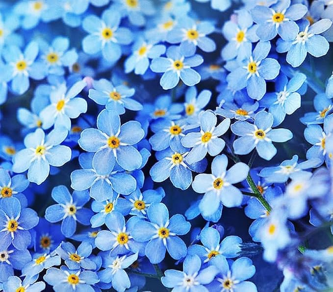 Forget Me Not Seeds - 5000 Flower Seeds - Perennial Ground Cover Seed for Tulips and Other Bulbs - Bulk Flowering Ground Cover - Grown in the USA