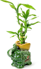 Lucky Bamboo 3-Stalk Set with Pebbles in Elephant Gold Ingot Pot – 6'' 6'' 8'' Live Plant for Wealth and Prosperity