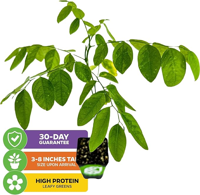 Katuk Tree Live Plant (Sweetleaf Bush) - Sauropus androgynus - Wellspring Gardens Salad Tree Starter Plant - Live Vegetable Plant - Easy to Grow - Ideal for Outdoor & Indoor (2-Pack)