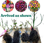 Multi-Colors Climbing Roses Live Plants 7 Months Old, Rose Bushes Ready to Plant 5-9" Tall, Very Fragrant, Can Grow As Climber or Bush Tree or Trellises, Walls, Fences