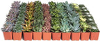 Shop Succulents Assorted Succulent Plant Pack Collection - Live Mini Succulent Plants, Low Maintenance, Mixture of Colors & Textures - Wedding and Party Favors, Gift & Garden, Pack of 256