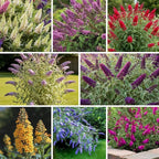 Random Butterfly Bush Live Shrub Plant Shrub, Buddleia Bush Well Rooted, 5 to 10 Inc Tall