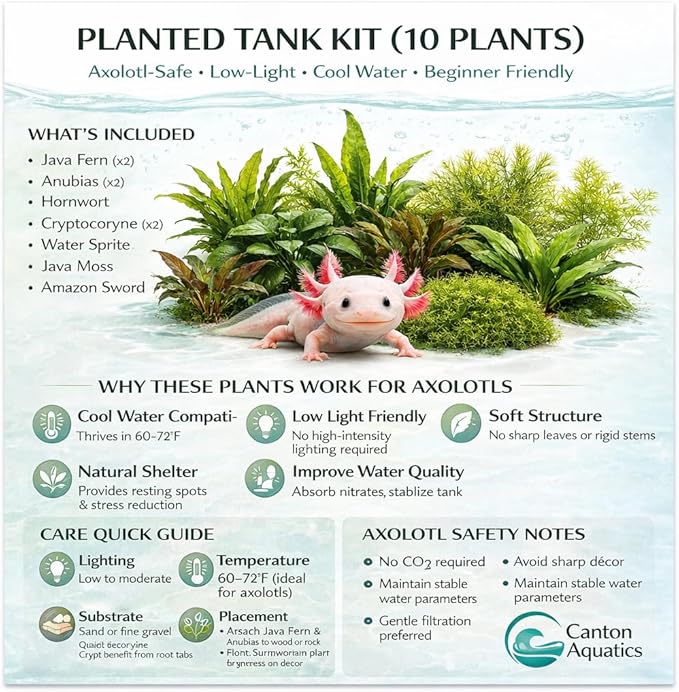 Live Aquarium Plants Bundle - Assorted Freshwater Plants - Low | Medium | High Light