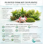 Live Aquarium Plants Bundle - Assorted Freshwater Plants - Low | Medium | High Light