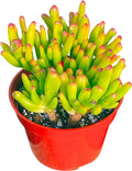 Jade Plant 4" Crassulla Gollum Jade Succulent Plants Live, Easy to Grow Hard to Kill Houseplant by The Succulent Cult
