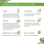 Money Tree 'Guiana Chestnut' Pachira Braid Live Plant for Indoor | Different Houseplants in 4'' & 6'' Pot | Real House Plant for Living Room, Office, Desk & Bathroom |