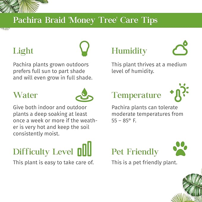 Money Tree Guiana Chestnut Pachira Braid Live Plant for Indoor | Different Houseplants in 3'' Pot | Real House Plant for Living Room, Office, Desk & Bathroom |