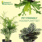 Thorsen's Greenhouse Live Pet Friendly Indoor Houseplants, Live Plants, Safe for Pets, 4" Diameter Pot, 3-Pack (Natural)