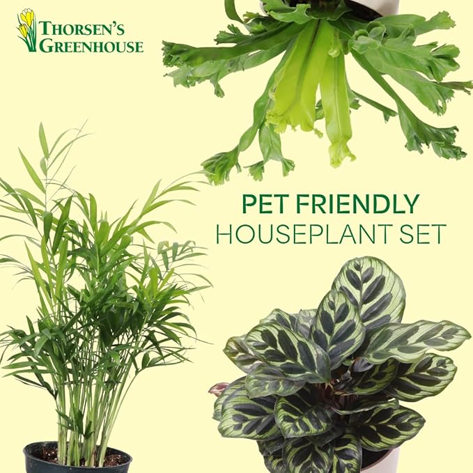 Thorsen's Greenhouse Live Pet Friendly Indoor Houseplants, Live Plants, Safe for Pets, 4" Diameter Pot, 3-Pack (Terra Cotta)