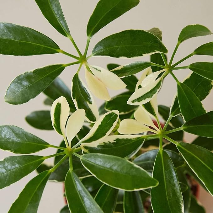 Schefflera Moonlight Live Plant for Indoor | Different Houseplants in 4'' & 6'' Pot | Real House Plant for Living Room, Office, Desk & Bathroom | Dwarf Umbrella Tree