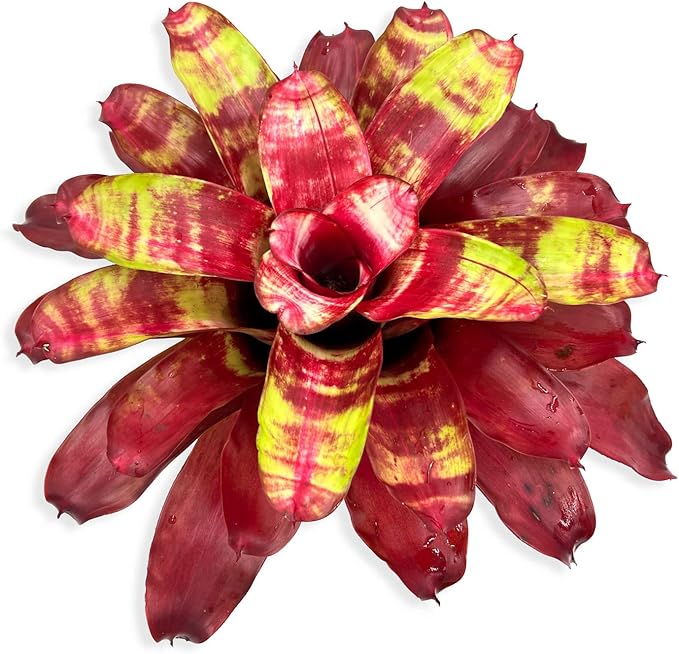 ragnaroc Live Plants – Bromeliad Neoregelia Golden Gate, 8-12" in 6" Pot - 1ct - Live Arrival Guaranteed - House Plants for Home Decor & Gift