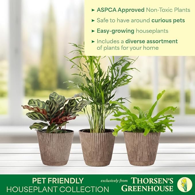 Thorsen's Greenhouse Live Pet Safe Houseplants (3 Pack), Easy to Grow, Pet Friendly & Non-Toxic, Grower's Choice Bundle, 4-inch Diameter Established Plants, Coffee Ruffled Pot (3-Pack)