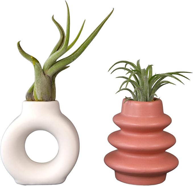 Live Air Plants with Decorative White & Pink Air Plant Holder Duo (2-Pack), Easy Plant Gift, Non-Toxic & Pet Friendly Plants, Air Plants Live Plants in Small Plant Pots, Home Decor by Plants for Pets