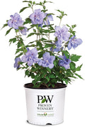 Proven Winners 2 Gal. Blue Chiffon Rose of Sharon (Hibiscus) Shrub