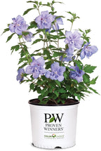 Proven Winners 2 Gal. Blue Chiffon Rose of Sharon (Hibiscus) Shrub