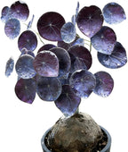 Stephania Erecta | Rare Caudex Bonsai for Indoor Home & Office Decor
