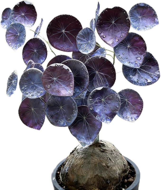 Stephania Erecta | Rare Caudex Bonsai for Indoor Home & Office Decor