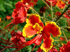 KVITER 10 Red Bird of Paradise seeds (Caesalpinia Pulcherrima) – Pride of Barbados,Dwarf Poinciana,Peacock Flower Seeds for Planting,Mexican Birds of Paradise – Perennial Bush seeds for Outdoor Garden