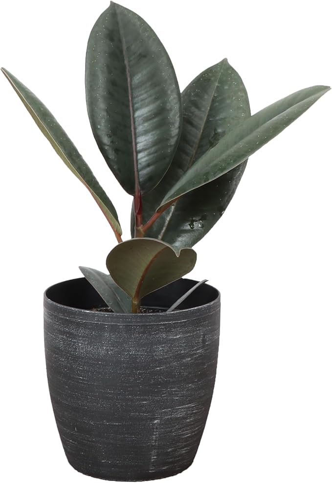 Thorsen's Greenhouse Ficus elastica, Live Indoor Plant, Rare Variety, Natural Air Purifier, Burgundy Rubber Plant, 4-Inch Diameter Pot (Brushed Silver)