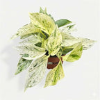 Snow White ICY Pothos - Live Plant Easy Care, Low Maintenance for Home Decor - Air Purification Houseplant