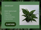 PLANTVERS Peace Lily in a 4” Grow Pot – Live Spathiphyllum – Flowering Air Purifying Plant – Easy Care & Low Maintenance Houseplant – Blooming Gift Plant (Variegated Peace Lily in a 4" Grow Pot)
