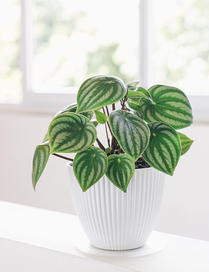 Watermelon Plant, Peperomia argyreia, Live Indoor Plant, Easy to Care and Grow Plant, 4 inch Pot - Hopewind Plants Shop