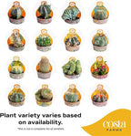 Costa Farms Desert Escape Assorted Variety Rare Cacti Live Plants in Plastic Pots, Easy‑Care Indoor Cactus & Succulent, Houseplant for Room Décor, Housewarming Gifts or Party Favors, 3–5 Inches Tall