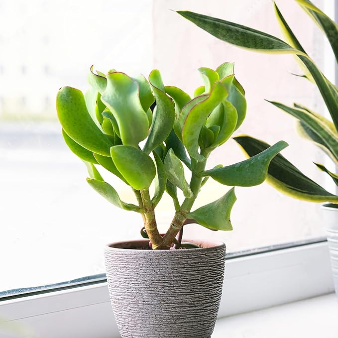 Sprout N Green Ripple Jade - Crassula Arborescens Undulatifolia, Rare Cute Succulent Plant Fully Rooted in 2" Pot, Keep Away from Pets