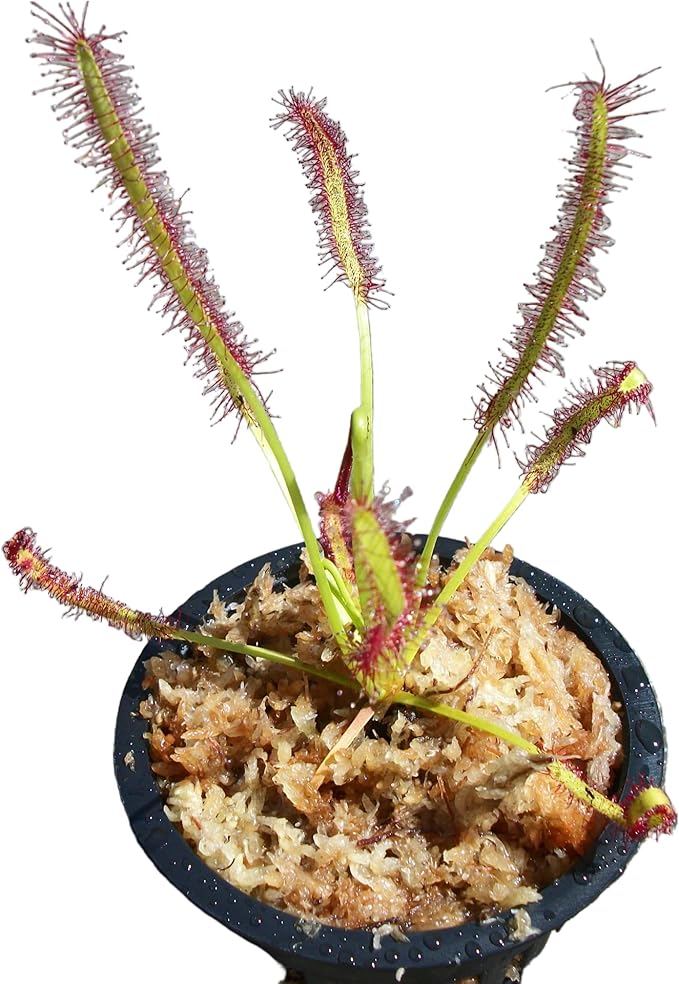 Carnivorous Cape Sundew (Drosera Capensis) Plant 3 inch Pot