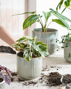 LE TAUCI Ceramic Pots for Plants, 8.3/7/6 Inch Indoor Planters with Drainage Holes & Mesh, Modern Glossy Glaze Cylinder Fluted Plant Pot for Snake Plant, Set of 3, Mist Gray