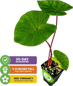 Hawaiian Punch Elephant Ear Live Plant - Colocasia by Wellspring Gardens - Tropical Foliage, Indoor/Outdoor Decorative Plant, Easy to Grow, Vibrant Green Leaves, Starter Plant