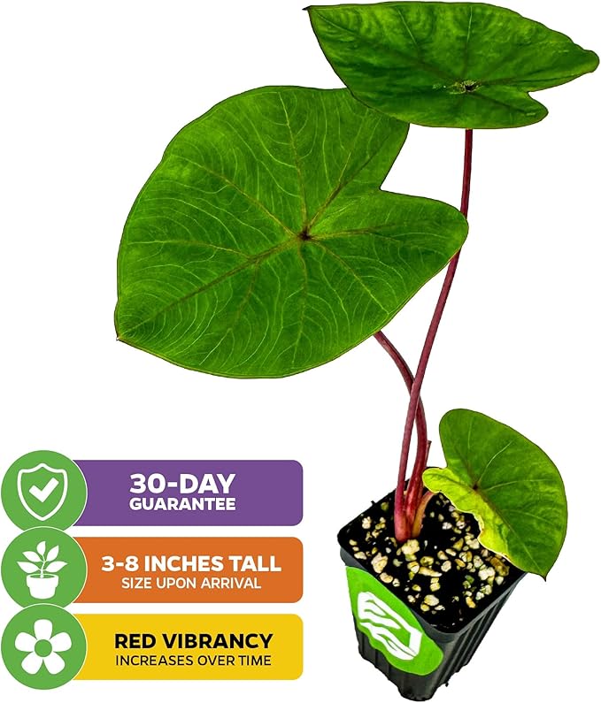 Hawaiian Punch Elephant Ear Live Plant - Colocasia by Wellspring Gardens - Tropical Foliage, Indoor/Outdoor Decorative Plant, Easy to Grow, Vibrant Green Leaves, Starter Plant