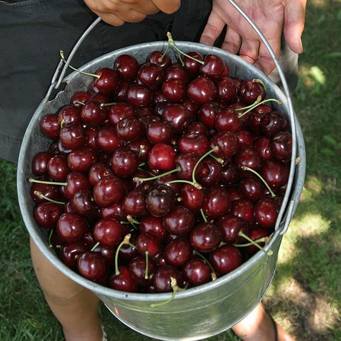 Brighter Blooms - Stella Cherry Tree, 4-5 ft. - No Shipping to AK, AZ, CA, CO, HI, ID, OR, WA