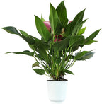 Blooming Purple Anthurium Live Plant Decor (Approx 8-11" Tall), Easy to Grow Flowering Houseplant in 4" White Pot by Plants for Pets