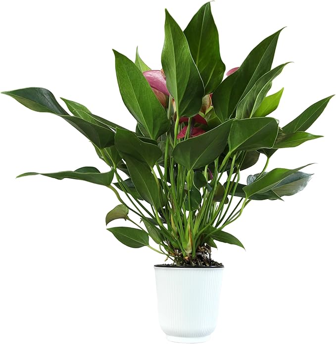 Blooming Purple Anthurium Live Plant Decor (Approx 8-11" Tall), Easy to Grow Flowering Houseplant in 4" White Pot by Plants for Pets