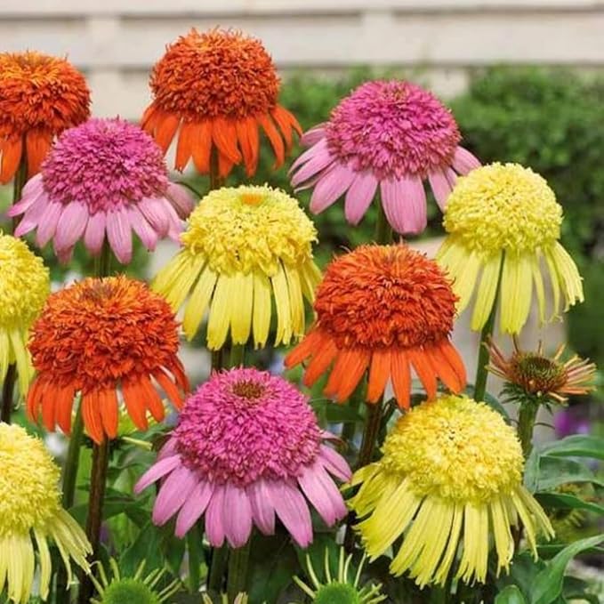 500+ Mix Double Echinacea Seeds - Double Coneflower Seeds Echinacea Flower Perennial Bloom Flowers Rare Plant