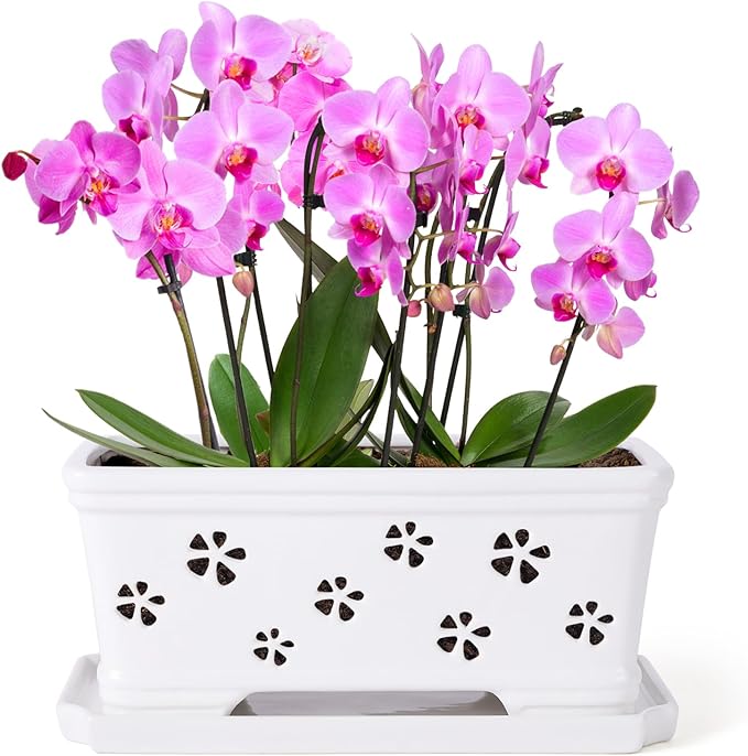 Rectangle Ceramic Orchid Pot with Holes and Saucer 12Inch Ceramic Large Pot Basin for Refilling Indoor and Outdoor Use Air Circulation Orchid Planter for Repotting Planter White