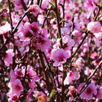 Brighter Blooms - Elberta Peach Tree, 4-5 ft. - No Shipping to AK, AL, AR, AZ, CA, CO, HI, ID, LA, MS, OR, WA